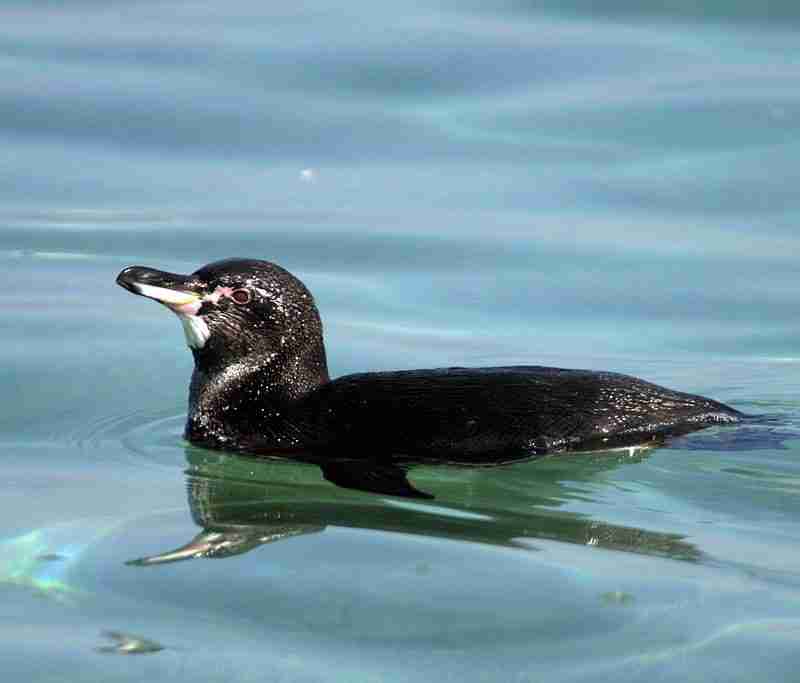 Galapagos penguin