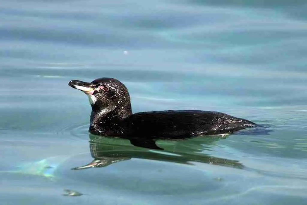 Galapagos penguin