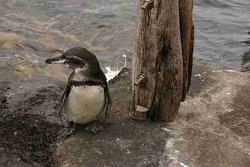 Galapagos Penguin