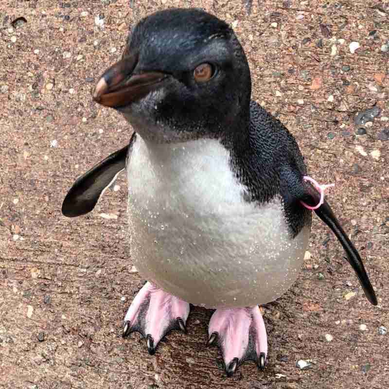 penguin flipper bands
