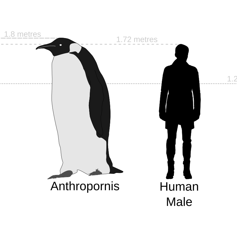 relative large size of the Anthropornis penguin