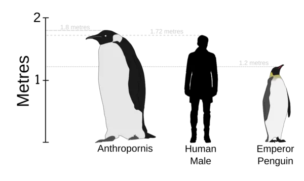 relative large size of the Anthropornis penguin
