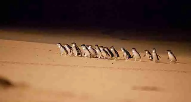 Little Penguins