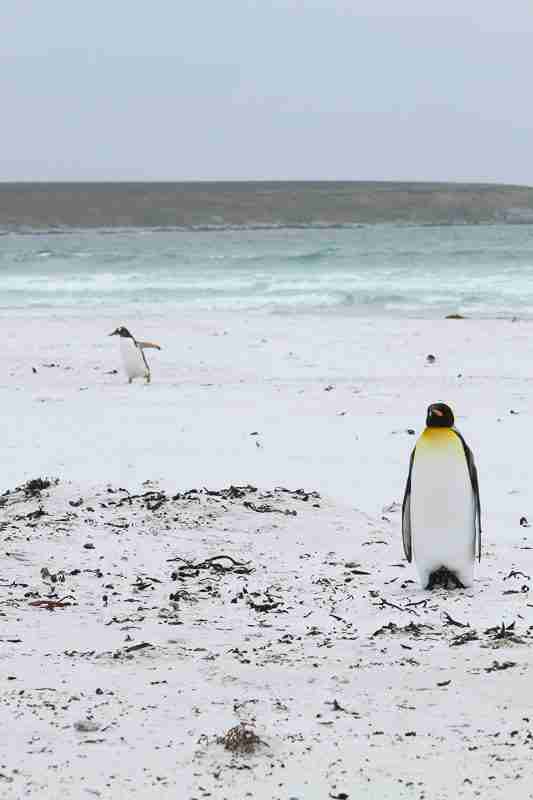 king penguin