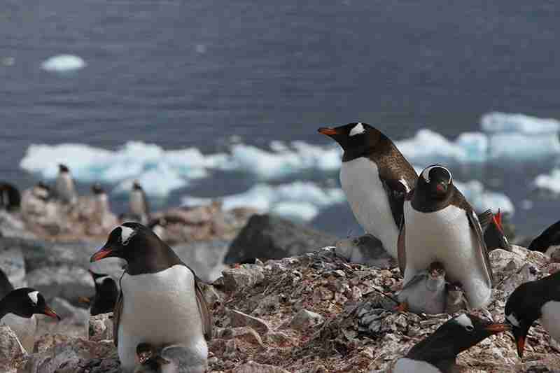 Gentoo Penguins in their colony