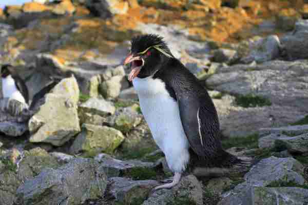 Southern Rockhopper Penguin having a rough morning