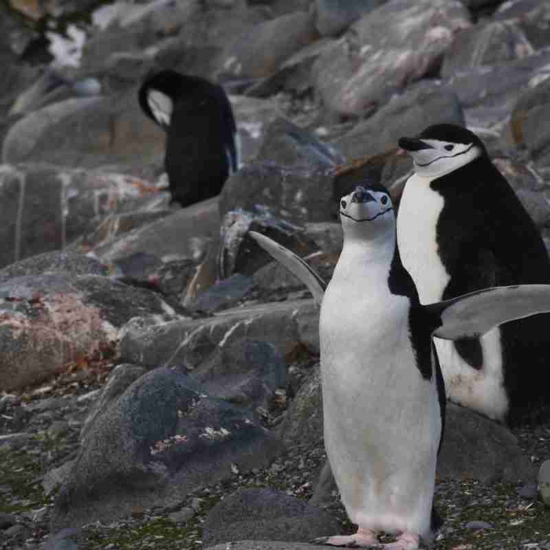 Chinstrap Penguins
