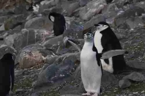 Chinstrap Penguins