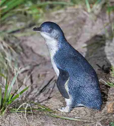 Penguin Blog: Little Blue Penguin Breeding: Wait, these are babies!