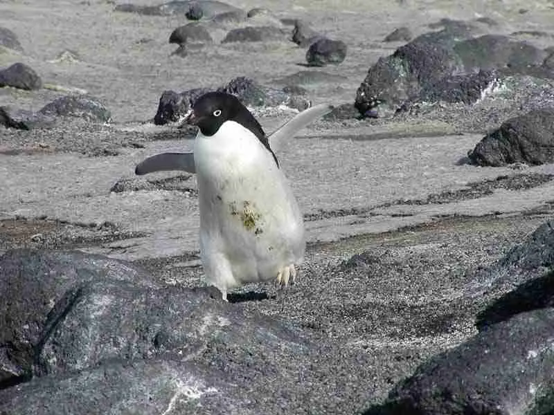 Adelie Penguin