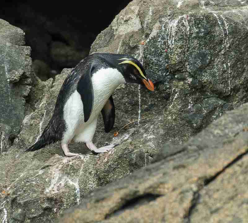 Fiordland Penguin