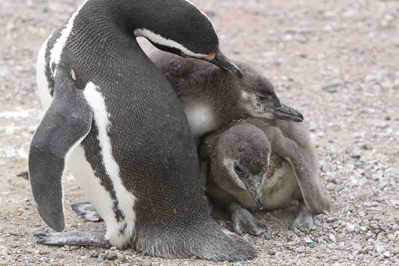 Magellanic Penguin with its chicks