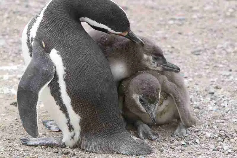 Magellanic Penguin with its chicks