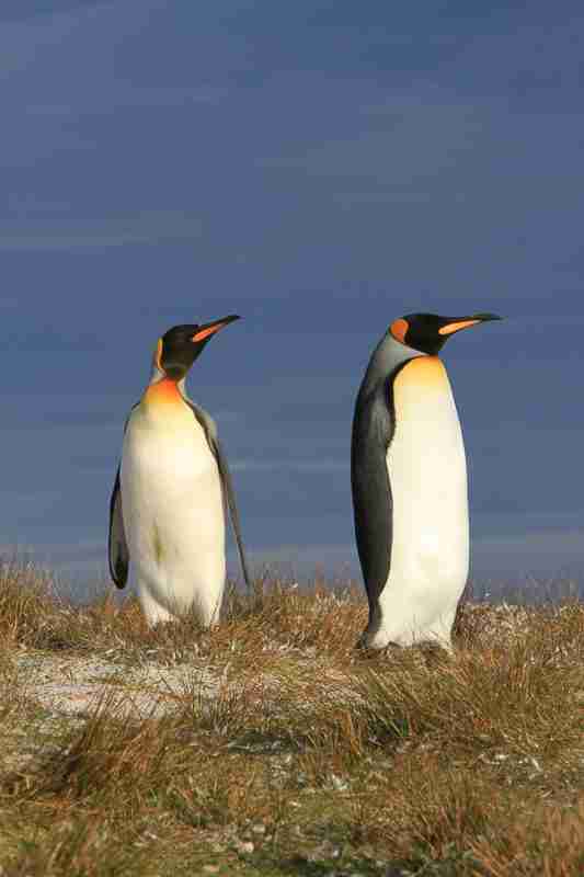king penguins
