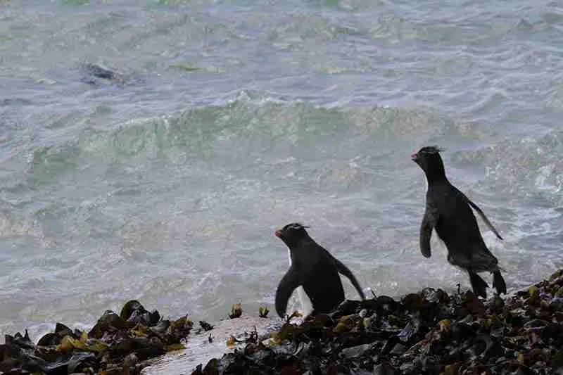Southern Rockhopper Penguins