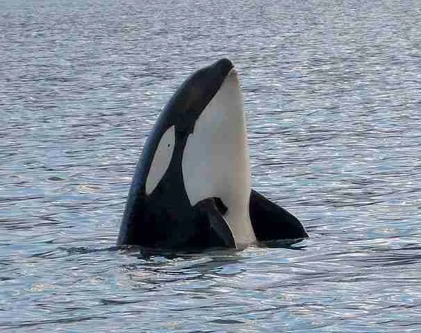 Orca killer whale