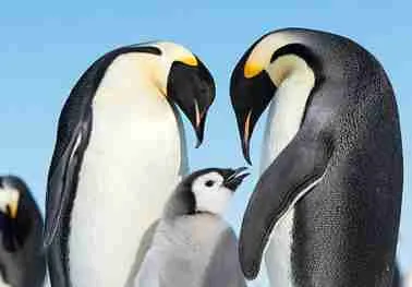 Emperor Penguins
