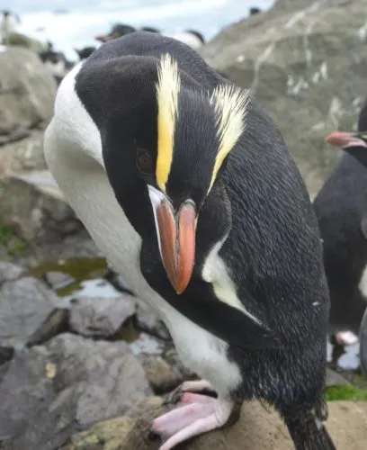 Erect-crested Penguin