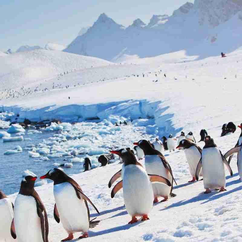 where do penguins live