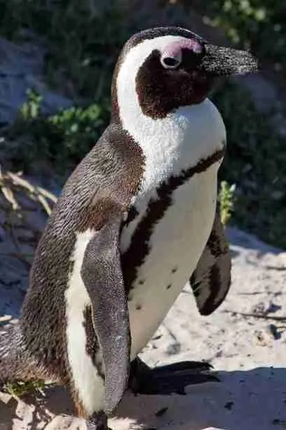 African Penguin
