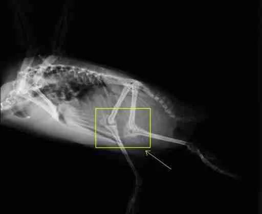 Penguin knees