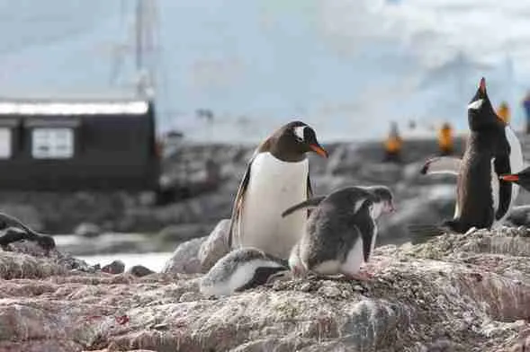 Gentoo Penguins at Port Lockroy