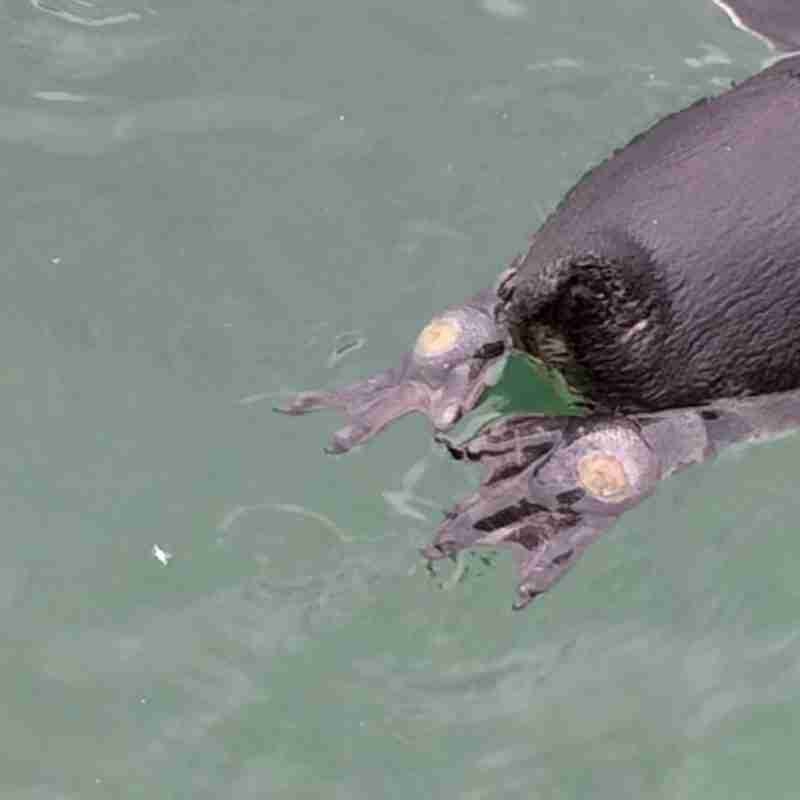 bumblefoot in penguins