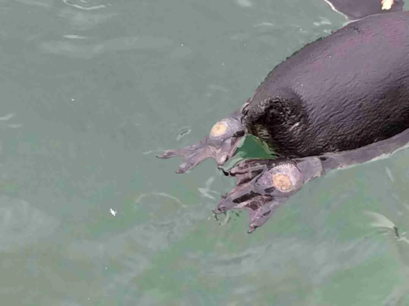 bumblefoot in penguins