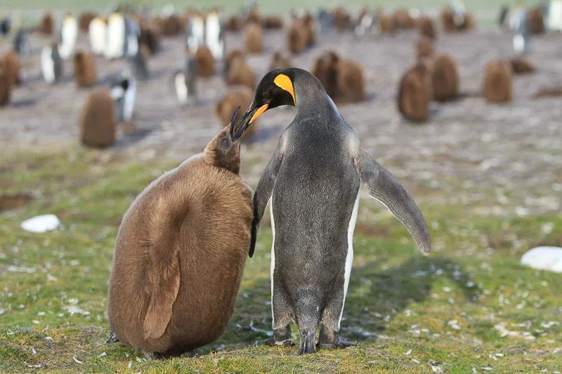 King Penguin and its chick