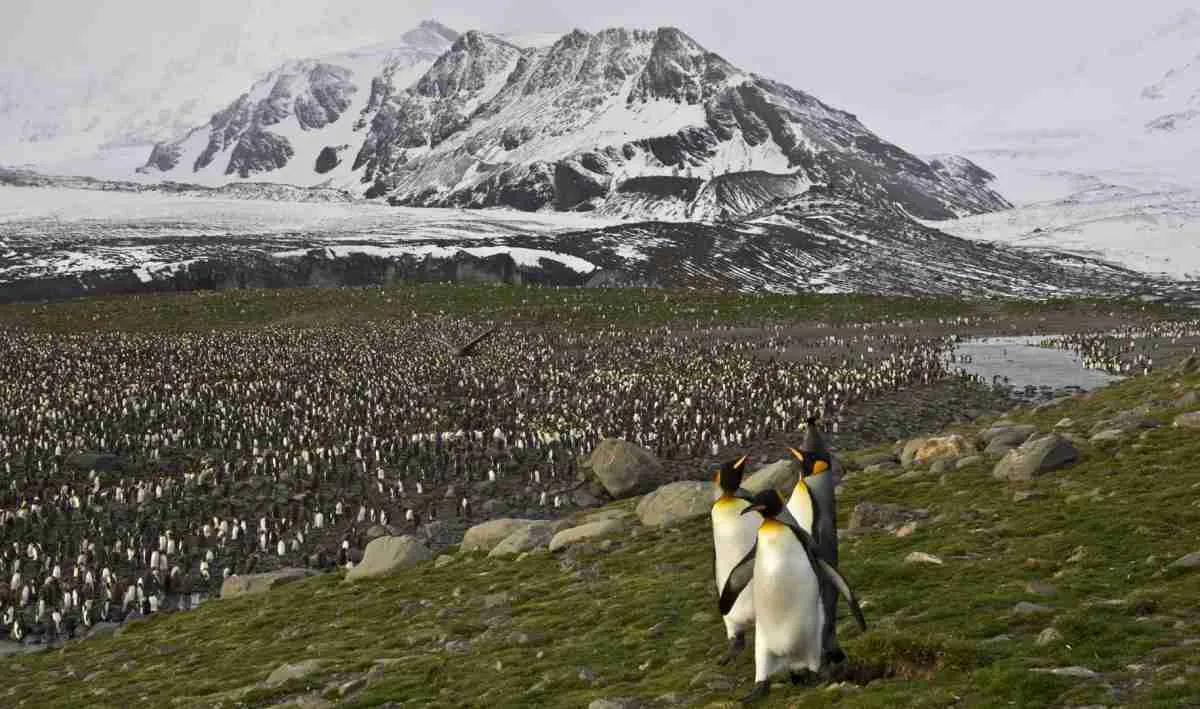 King Penguin Facts and Information