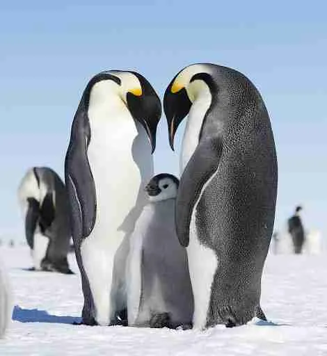 Emperor Penguins and their chick