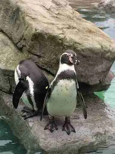 bumblefoot in penguins