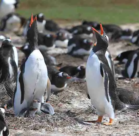 Gentoo Penguins
