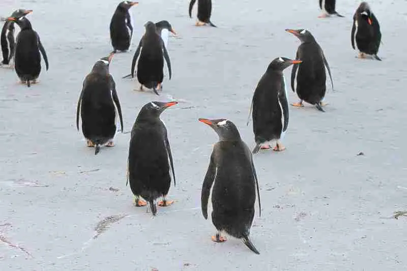 Gentoo Penguins