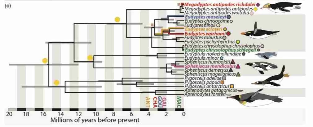 Etymology of penguin names