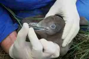 Yellow-eyed penguin chick receiving a vaccine