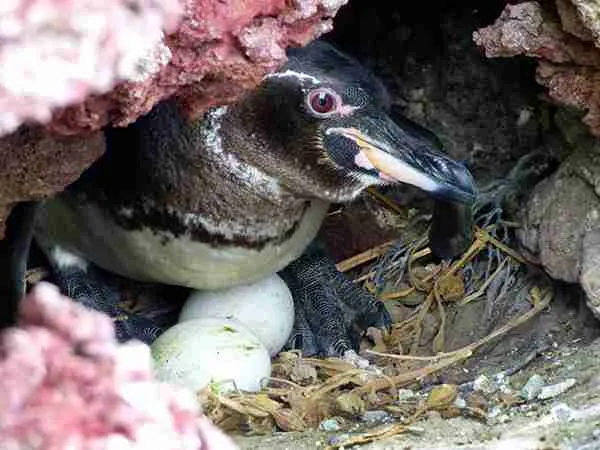 Galapagos Penguin in its burrow with eggs