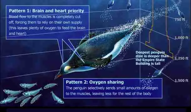 penguin heart anatomy