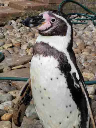 Humboldt Penguin