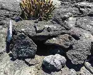 Galapagos Penguins artificial nest boxes