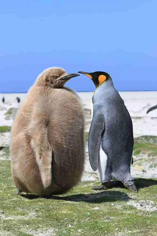 King Penguin with its chick showing penguin down feathers