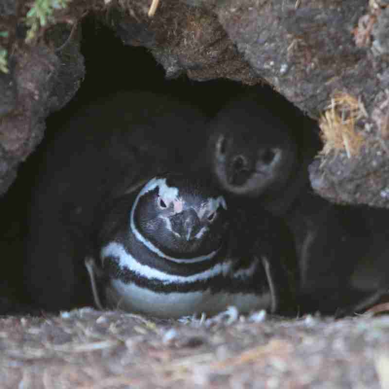 Magellanic Penguin burrow nest