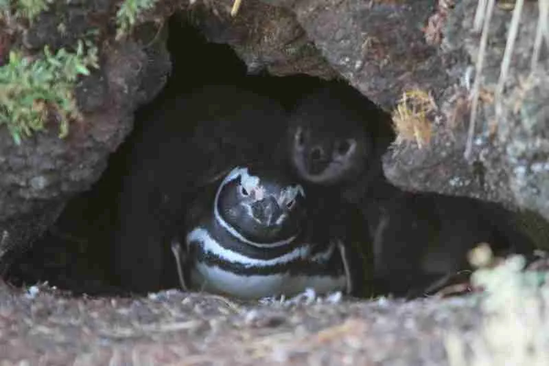 Magellanic Penguin burrow nest