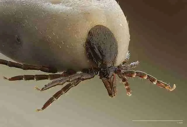 ixodus tick