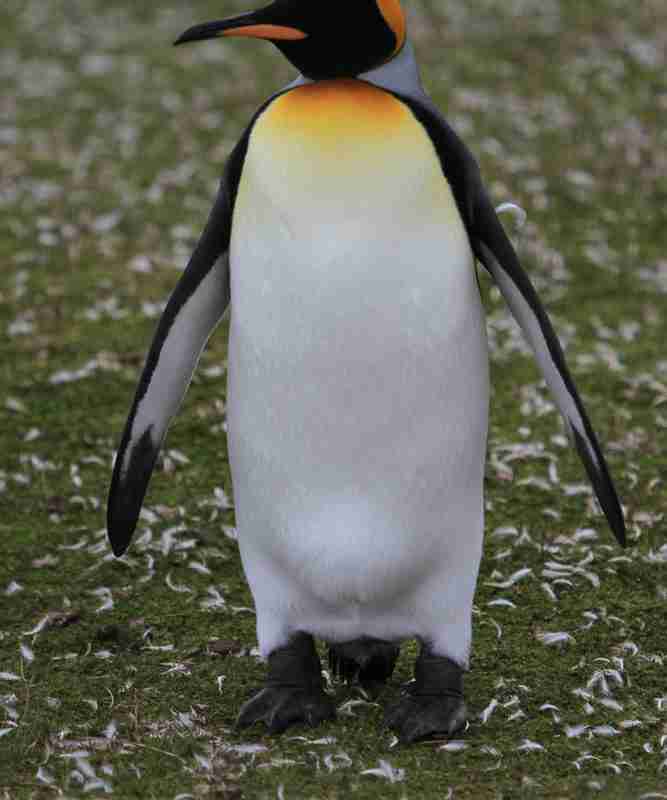King Penguin