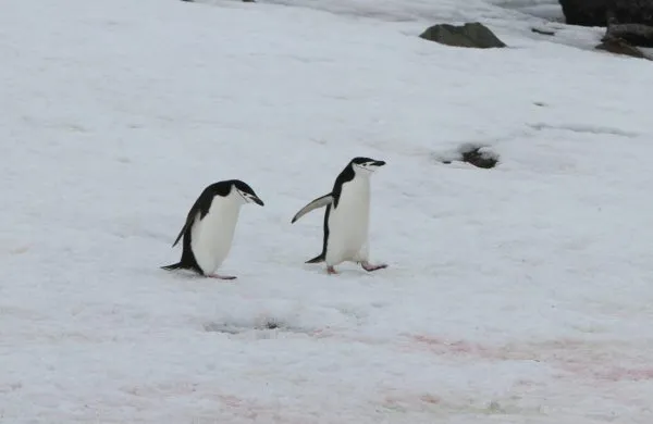 Chinstrap Penguins in the snow