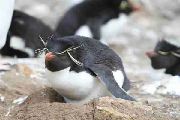 Southern Rockhopper Penguin
