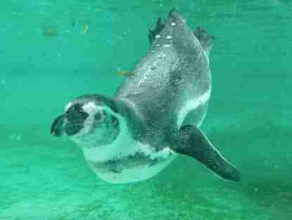 Humboldt Penguin showing off its flippers and swimming ability.
