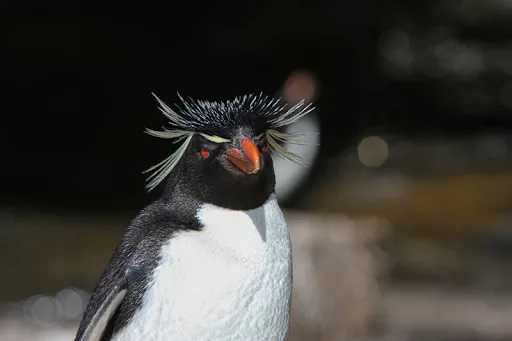 Southern Rockhopper Penguin