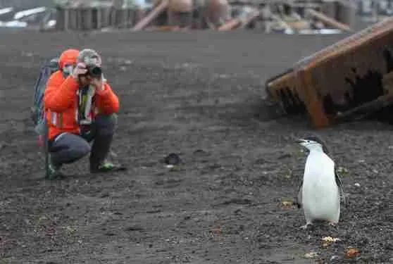 Tourist with Chinstrap Penguin